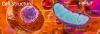 Cell structuur