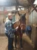 Paard en lasertherapie